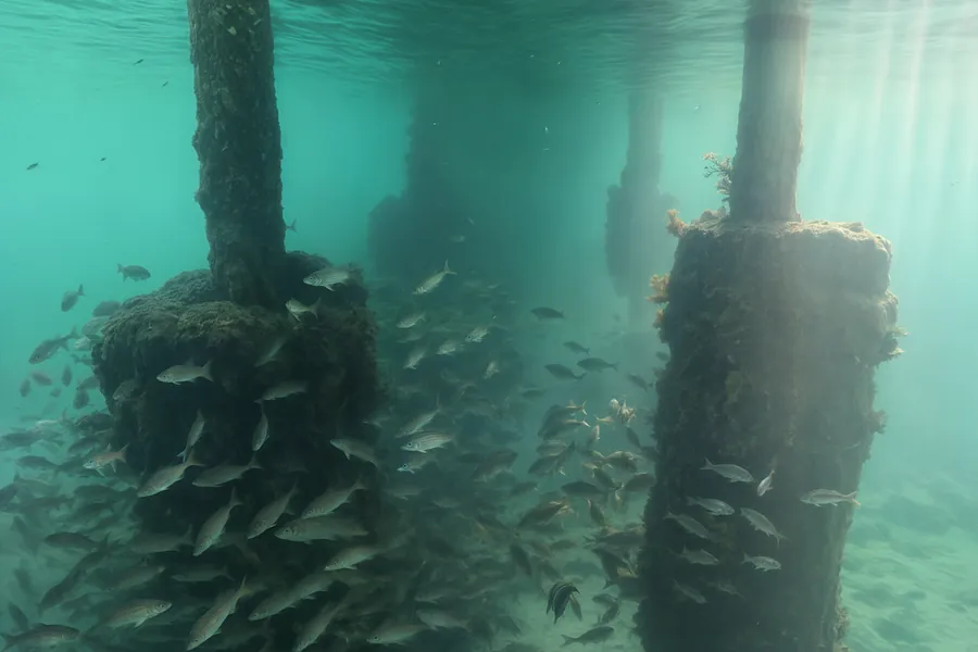 Pilotes de un muelle vistos bajo el agua, cubiertos de bioincrustación y rodeados de peces.